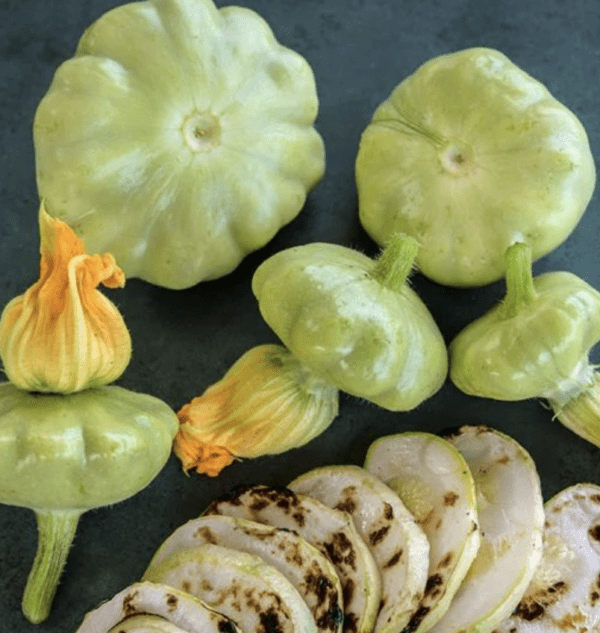Squash - Summer - PattyPan - Benning's Green Tint  (3.25" pot)